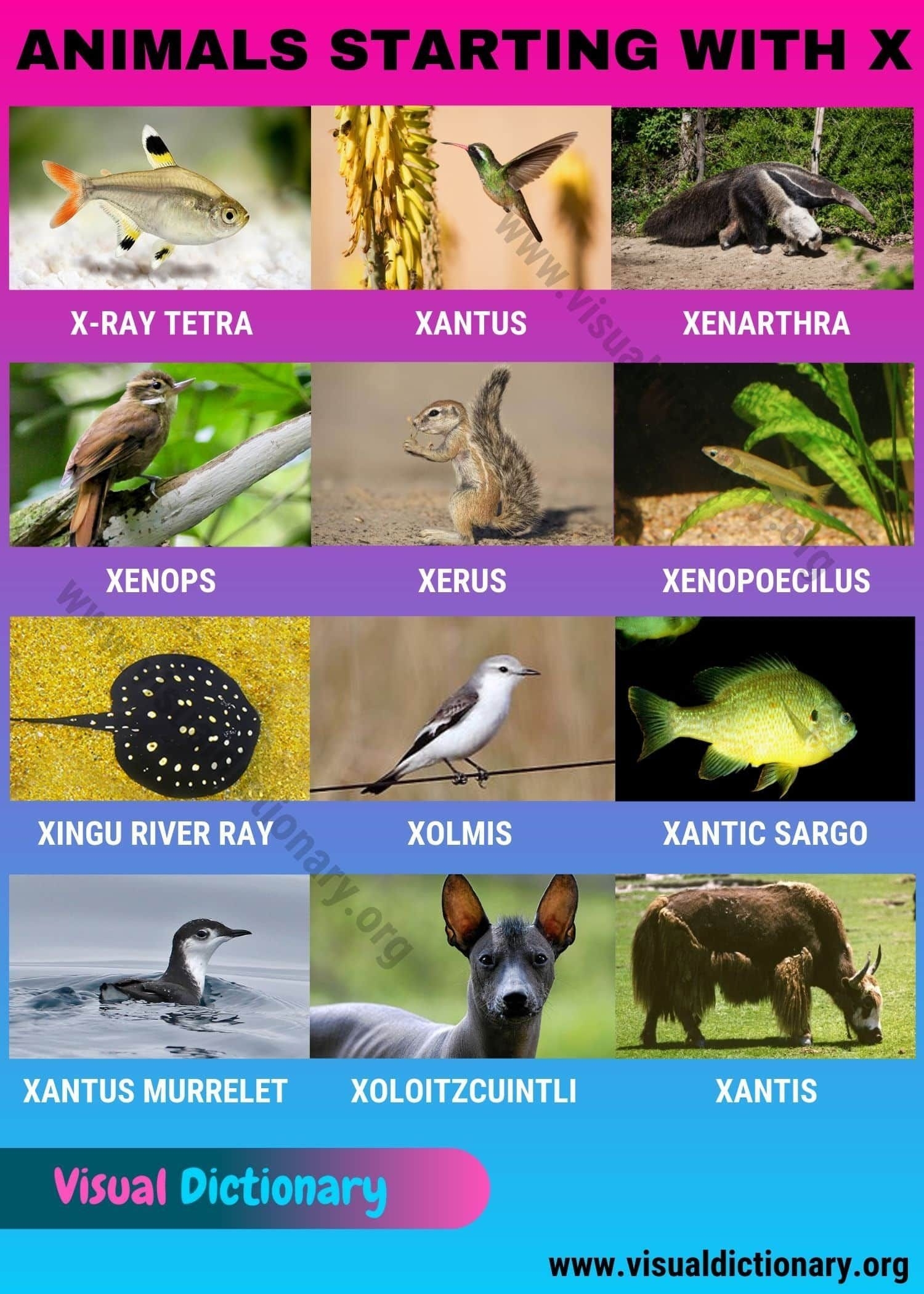 10 Animals Whose Names Begin With X By Fakhar Hayaat Medium
