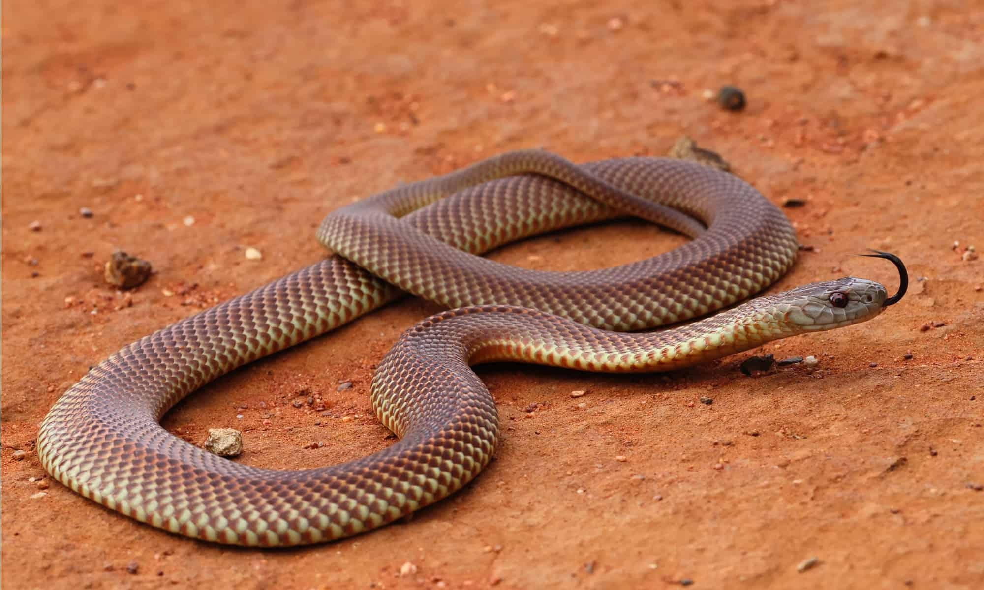 10 Venomous Snakes In Australia A Z Animals