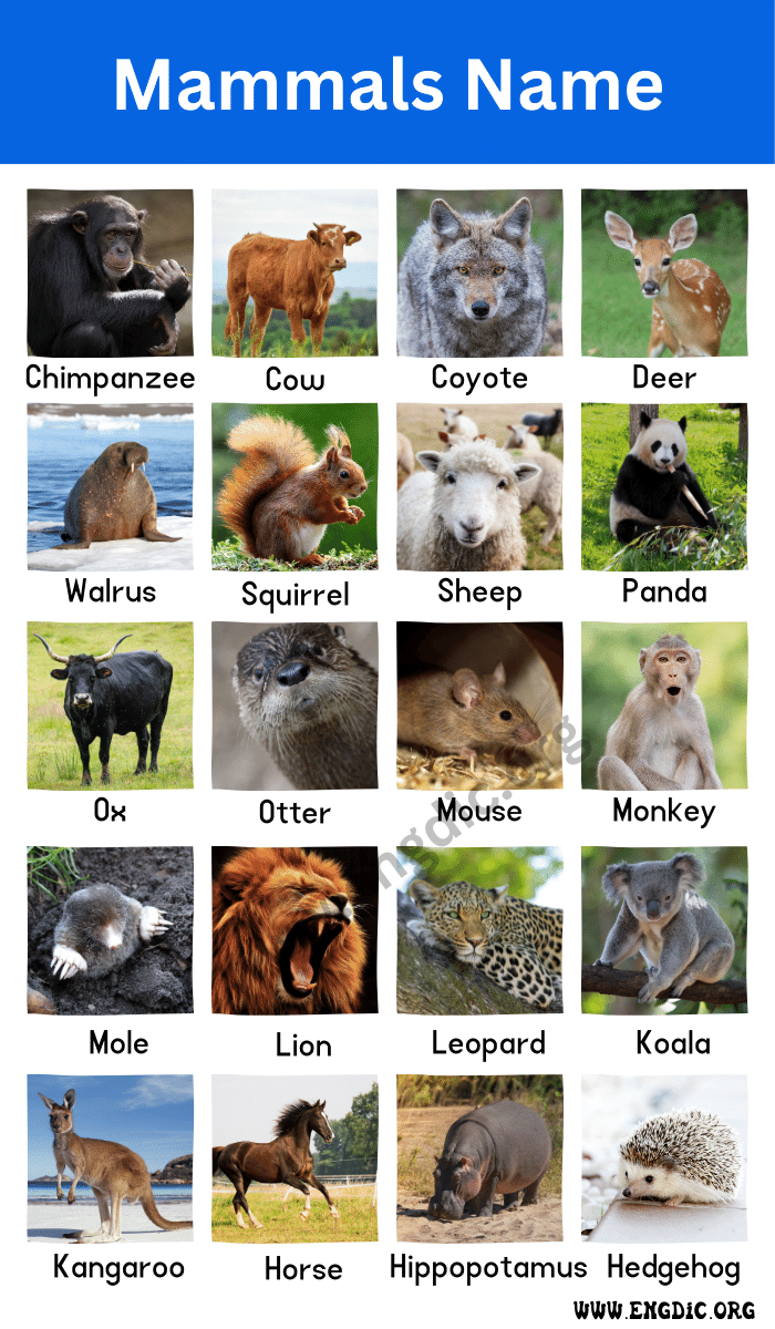 100 Animals Name List A To Z Types Pictures EngDic