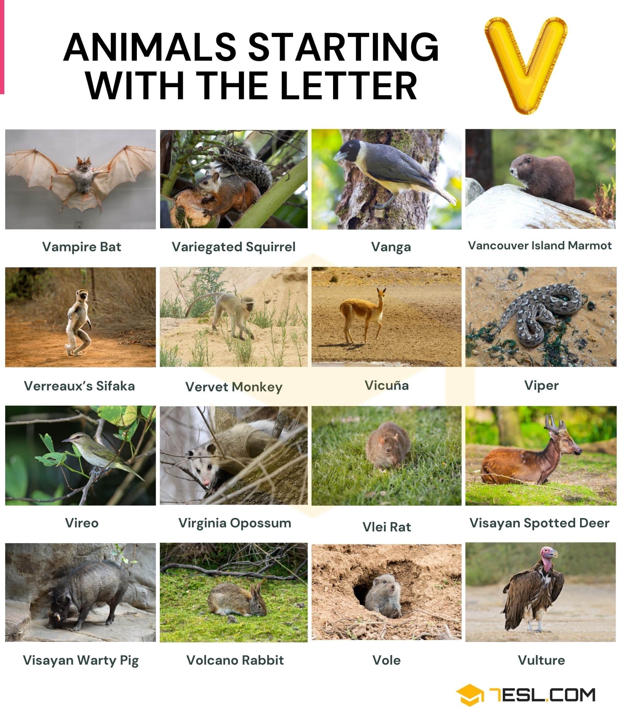 104 Cool Animals That Start With V In English 7ESL