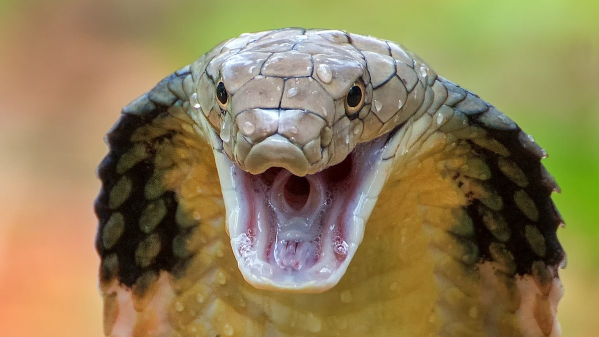 13 Of The Most Venomous Snakes On The Planet Live Science