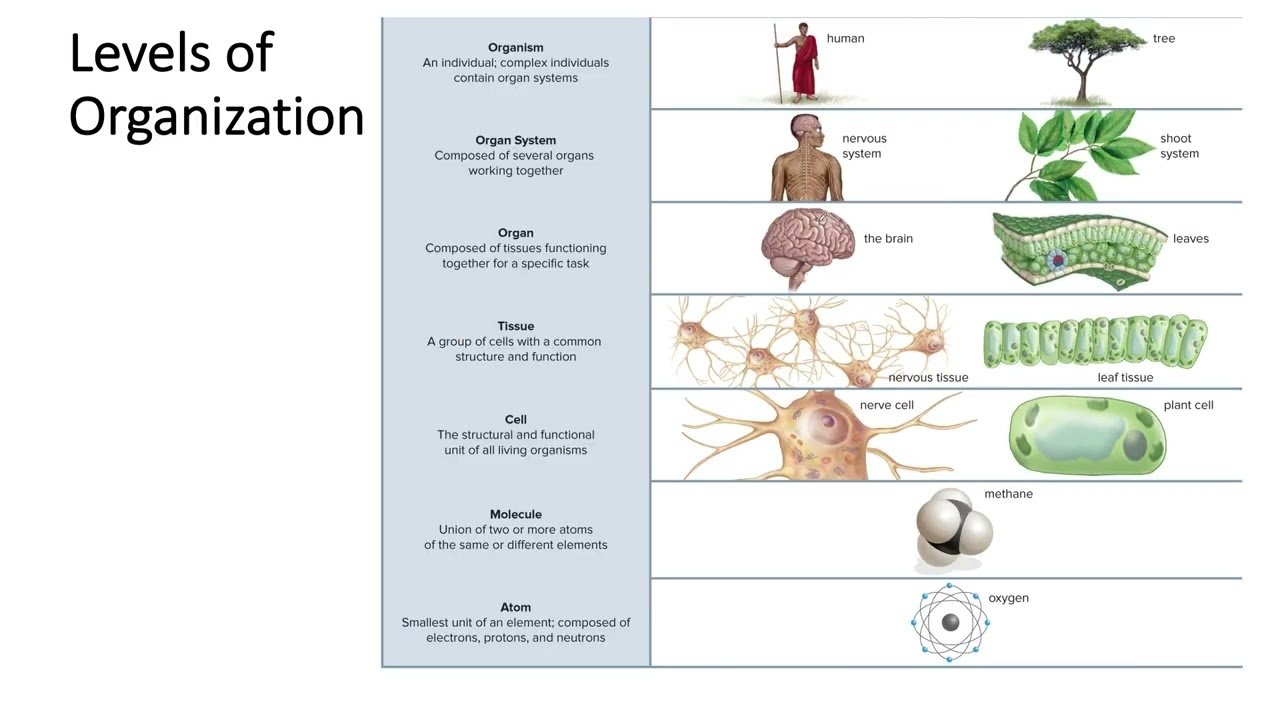 132 Levels Of Organization YouTube
