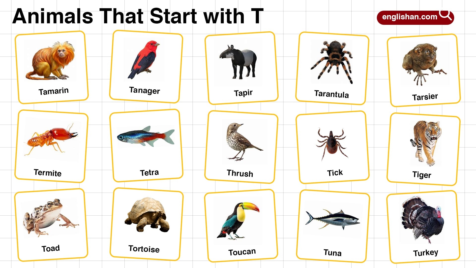 20 Animals That Start With T In English With Pictures 20 Animals That Start With T In English With Pictures