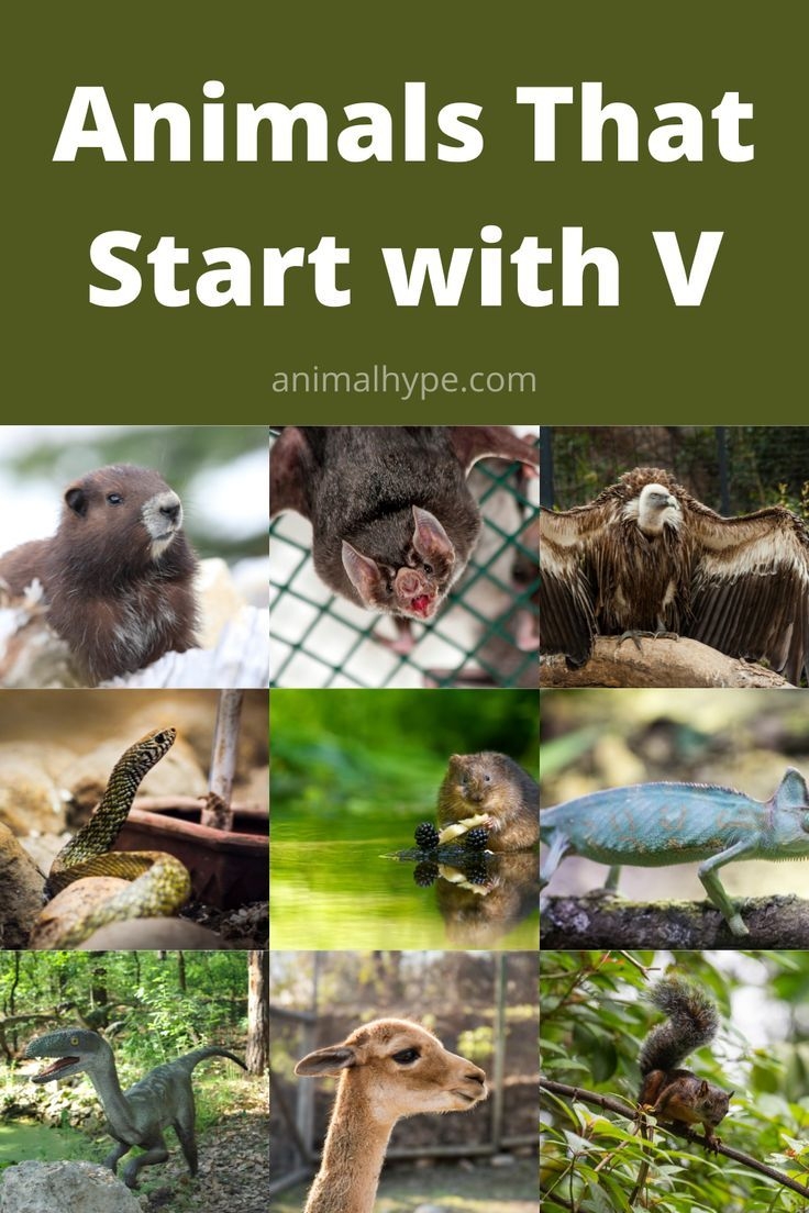 what animal begins with v what animal begins with v