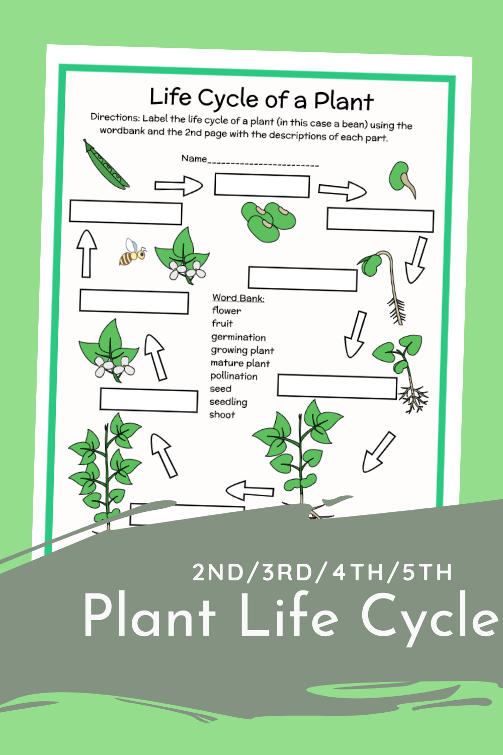 2nd 3rd 4th 5th Plant Life Cycle Parts Labeling Diagram 