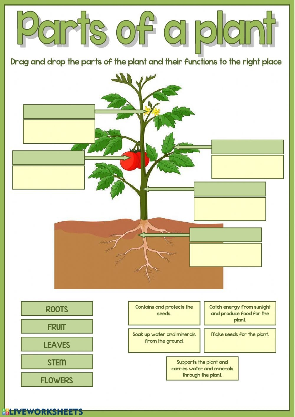 7 Plants Worksheets Ideas Plants Worksheets Plants Parts Of A Plant