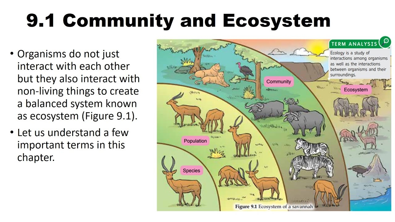 9 1 Community Ecosystem a YouTube