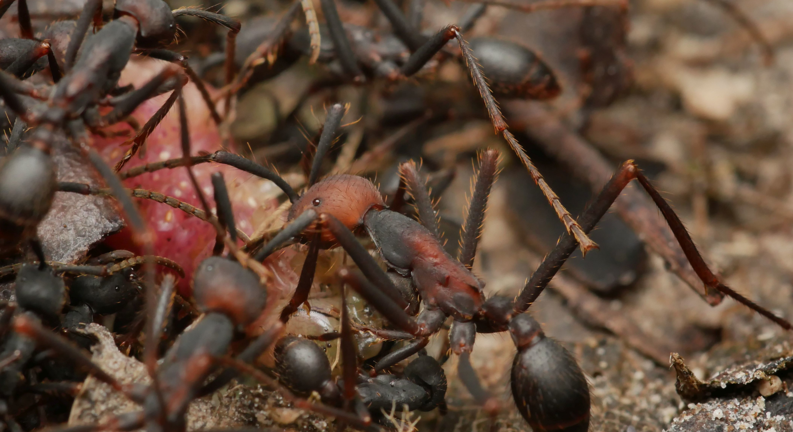 A Glimpse Into The Gut Microbiome Of Costa Rican Army Ants Myrmecological News Blog