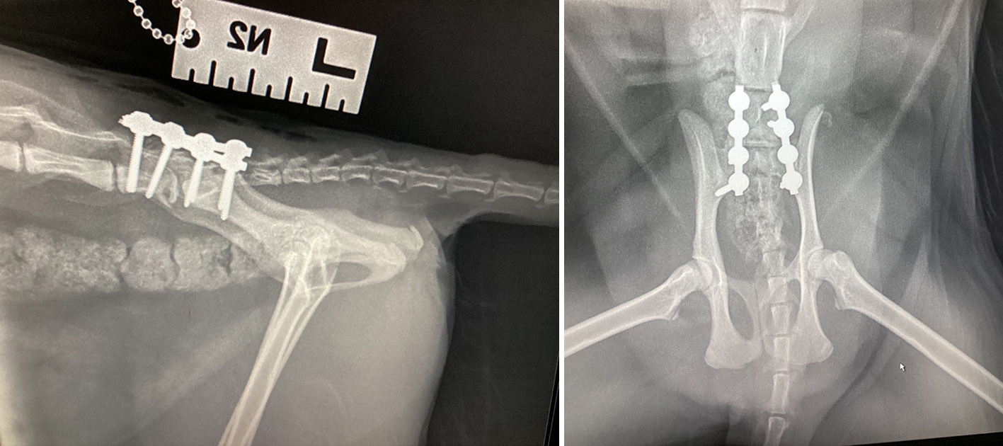 x ray units crossword