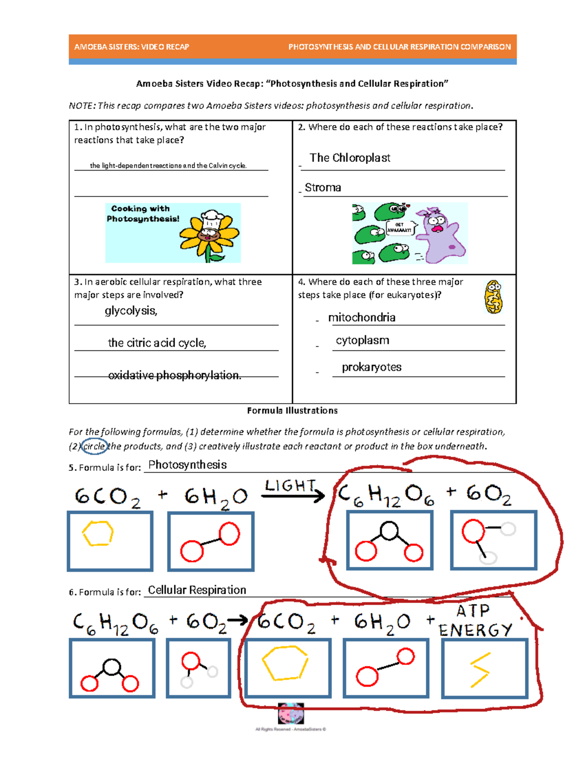 Amoeba Sisters Video Recap Photosynthesis Vs Cellular Respiration Studocu