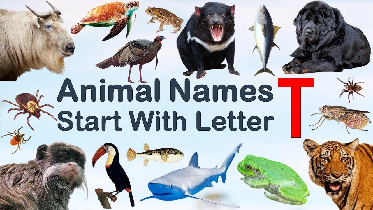 animals that start with t
