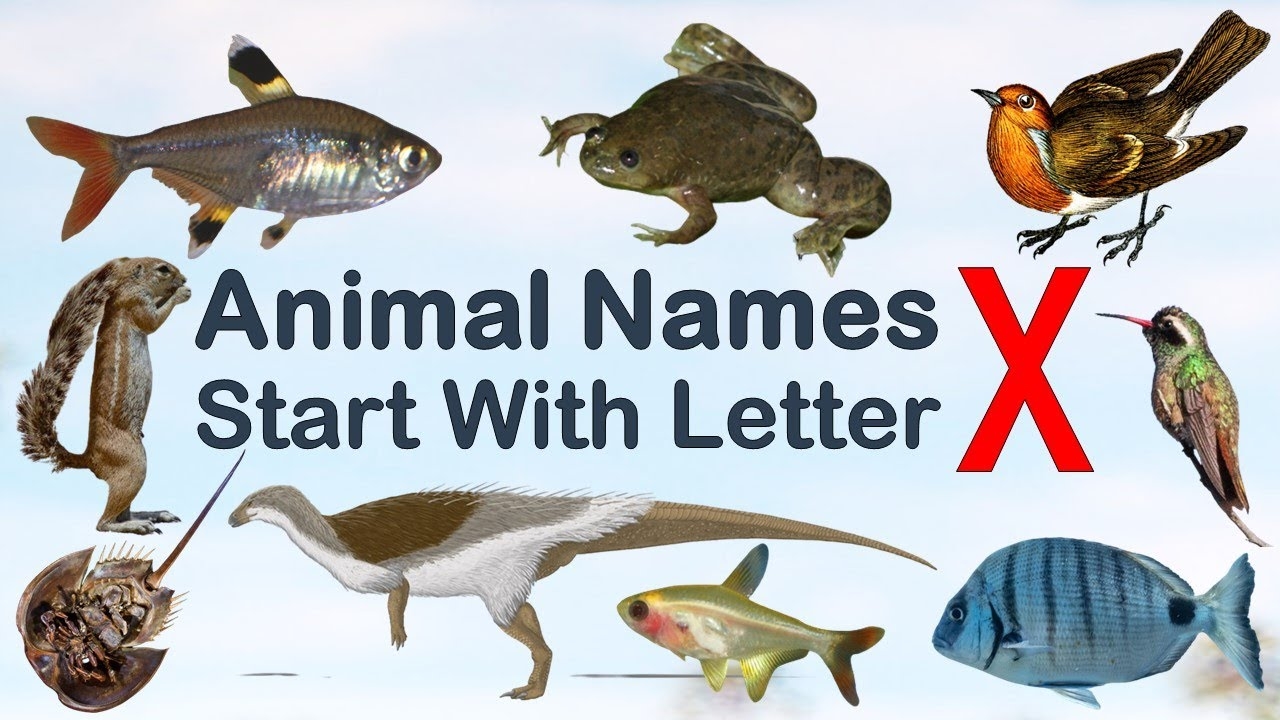 Animal Names Starting With Letter X Spelling Picture vocabulary animals explore animalslover YouTube