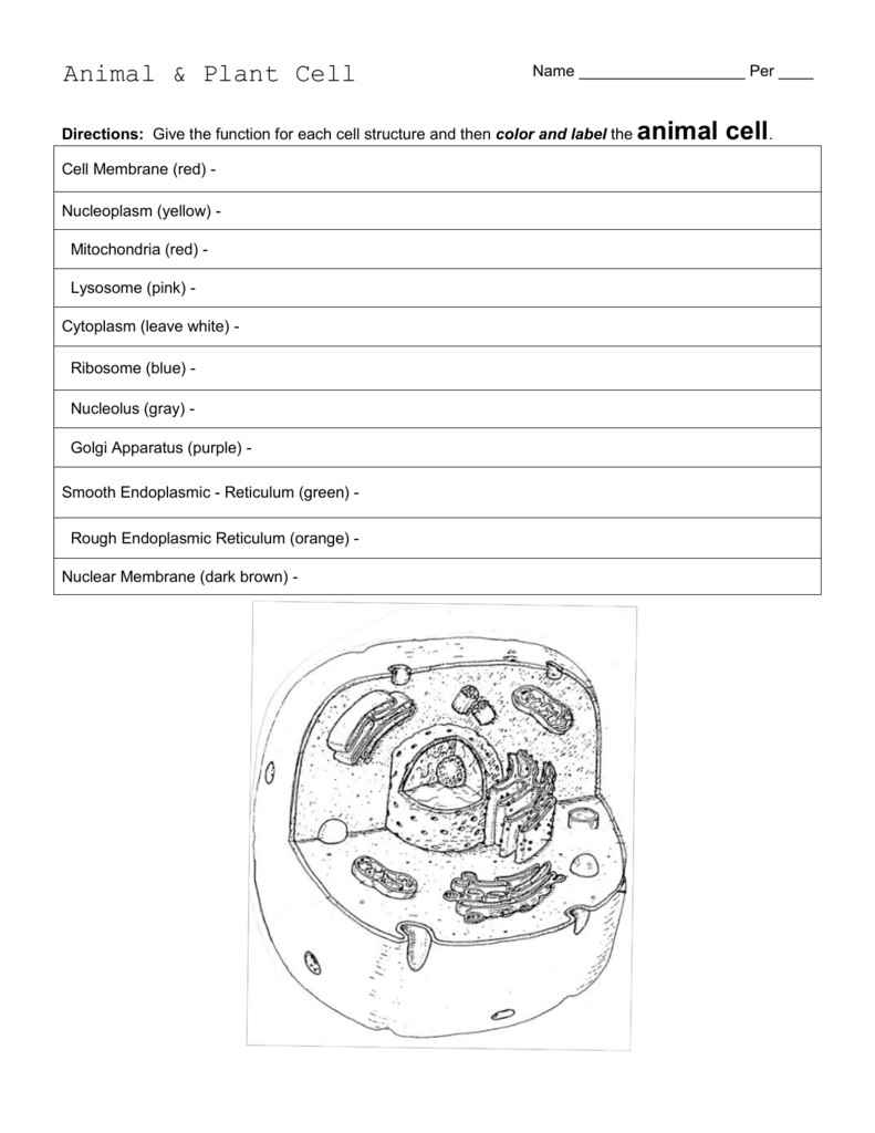Animal Plant Cell Worksheet Structure Function