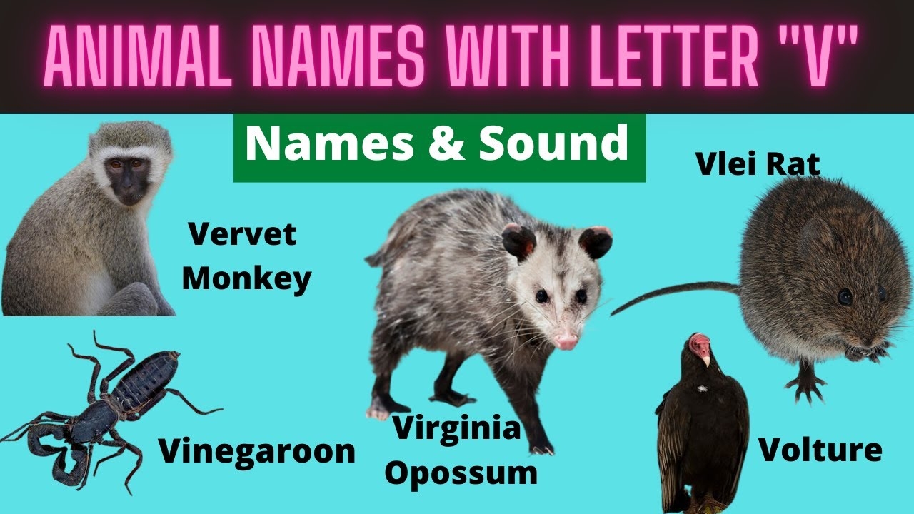 Animals For Kids Animals Starting With V Learn Animal Words That Start With Letters V YouTube