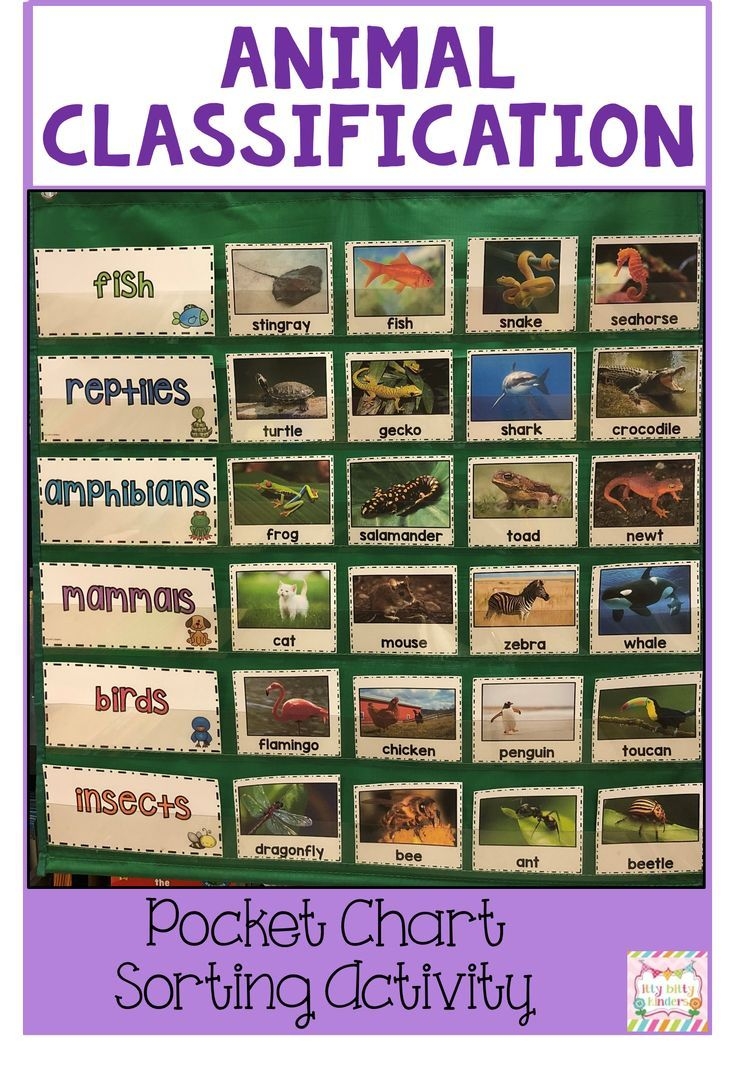 Animals Mammals Amphibians Reptiles Insects Birds Fish Classifications