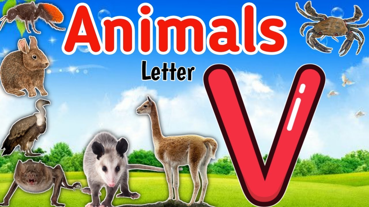 Animals Starting With Letter V English Vocabulary Animals Name With Pictures For Kids animals YouTube Animals Starting With Letter V English Vocabulary Animals Name With Pictures For Kids animals YouTube