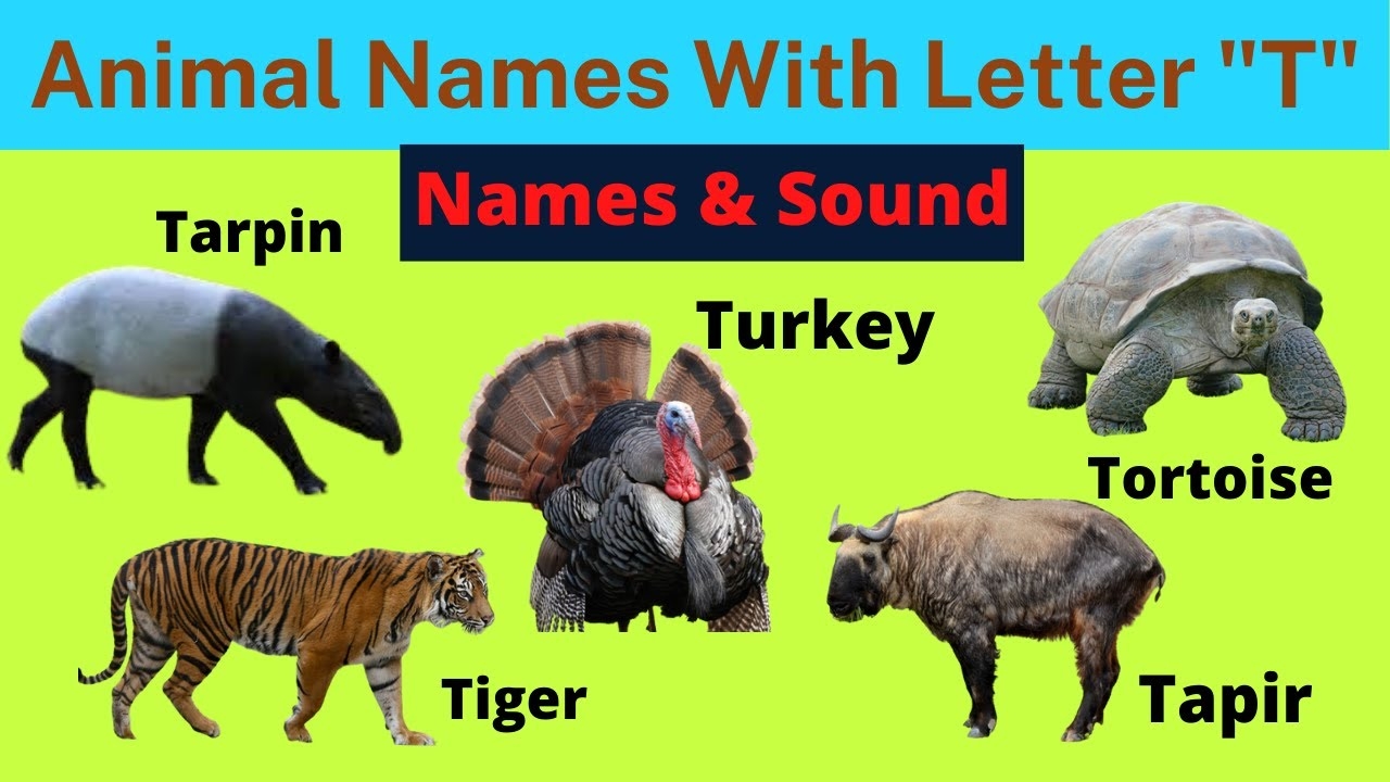 Animals Starting With T Learn Animal Words That Start With Letters T Animals For Kids YouTube