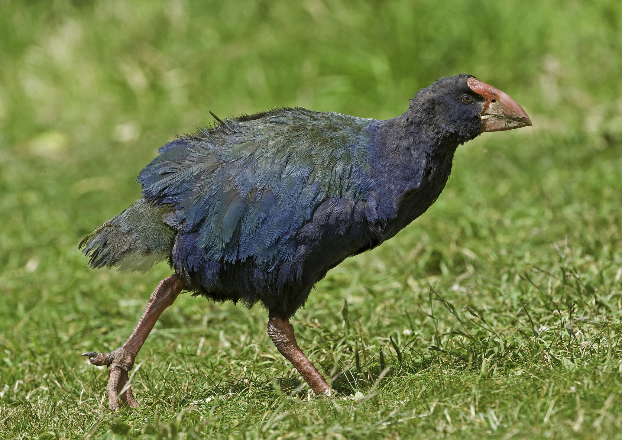 animals starting with t