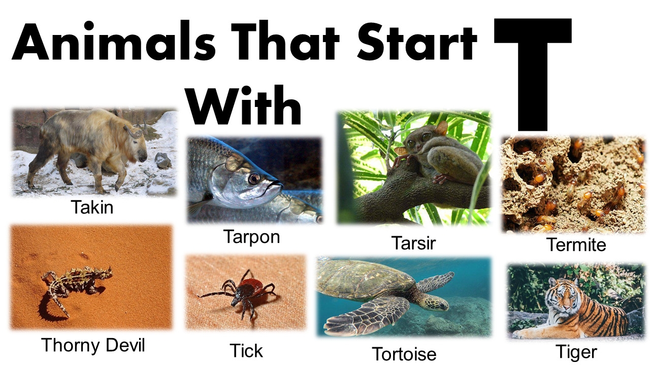 animals that begin with t