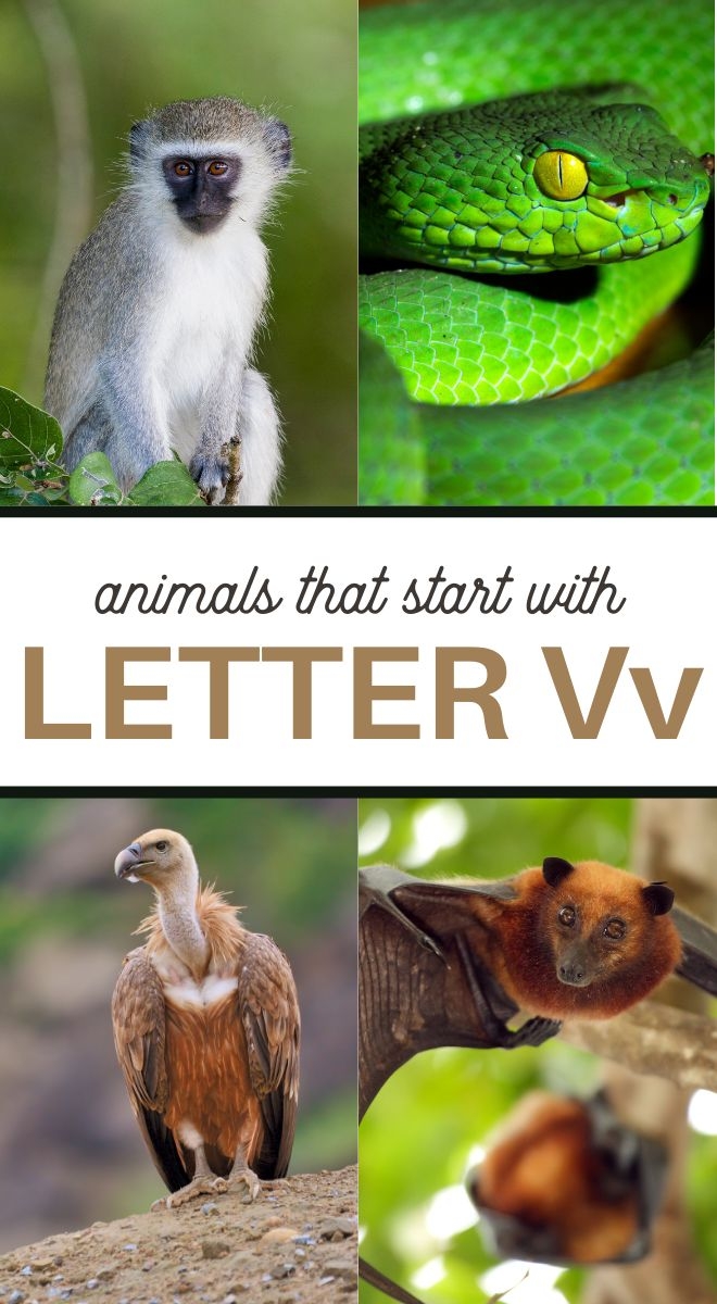 Animals That Start With Letter V 3 Boys And A Dog Animals That Start With Letter V 3 Boys And A Dog