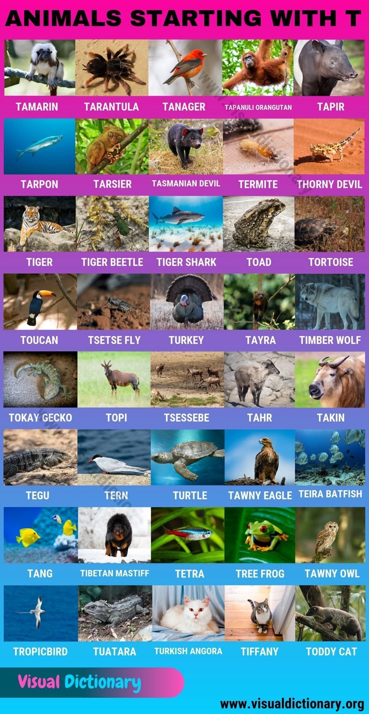 Animals That Start With T Useful List Of 40 Animals Starting With T Visual Dictionary