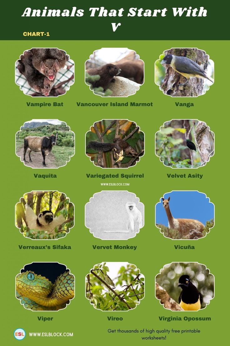 Animals That Start With V