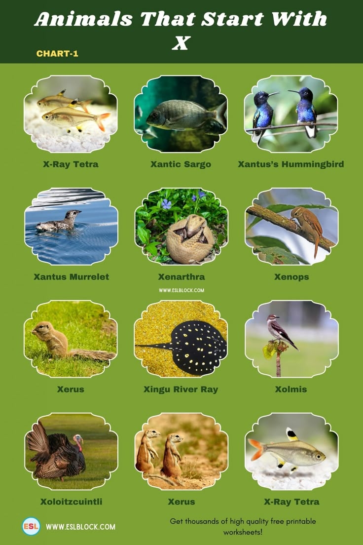 Animals That Start With X