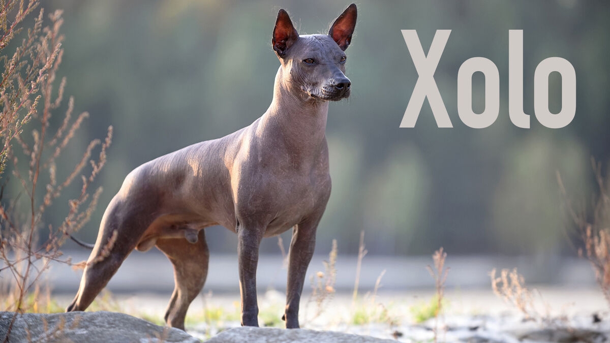 Animals That Start With X Common And Scientific Names YourDictionary