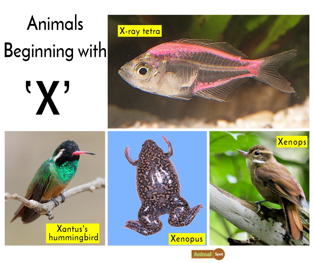 Animals That Start With X List Of Animal Names