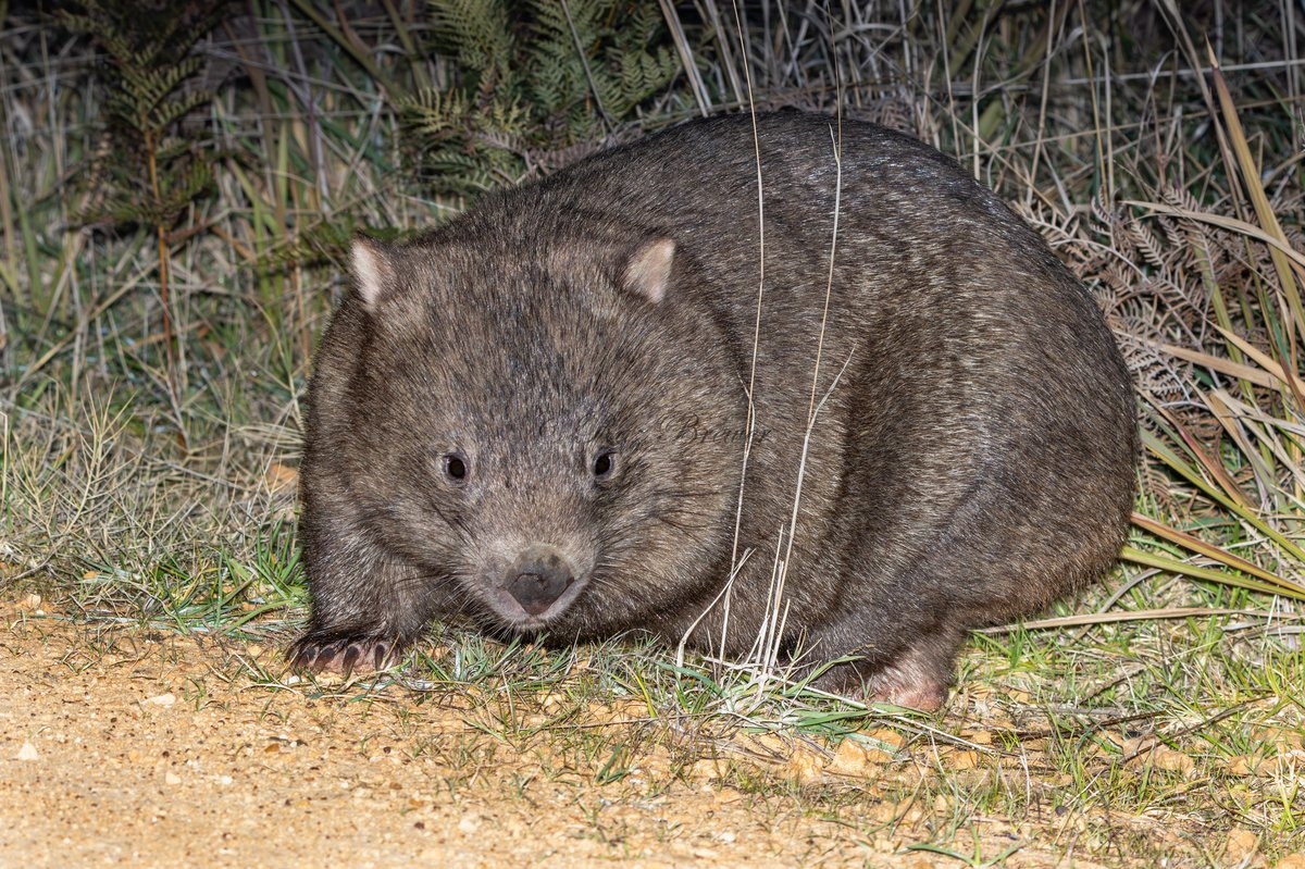 Bare nosed Wombat The Australian Museum