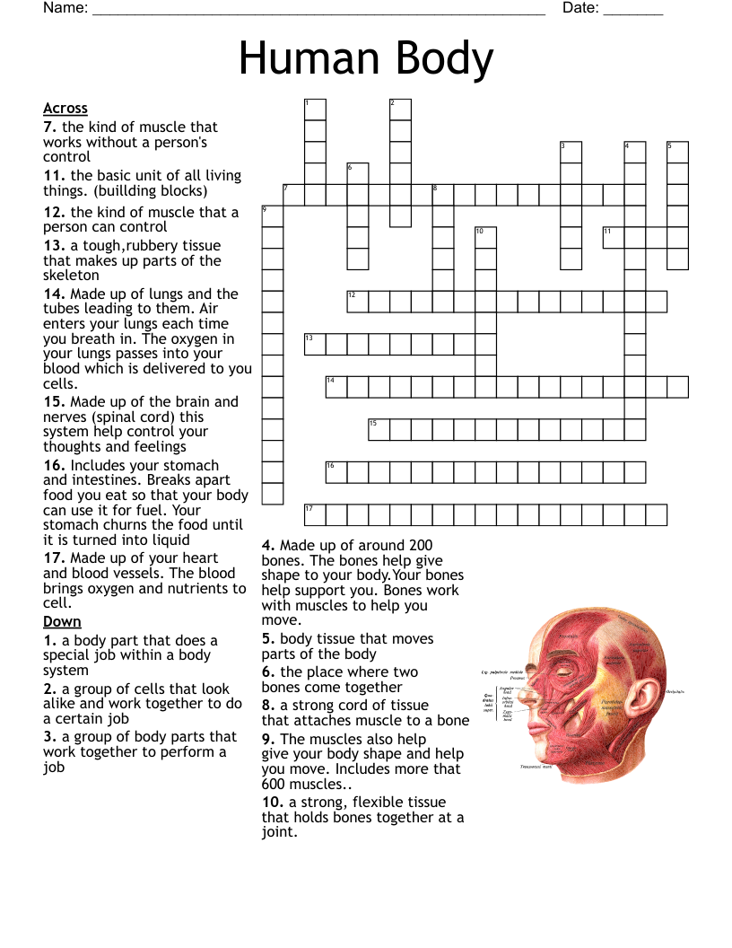 Basic Brain Structure And Function Crossword WordMint