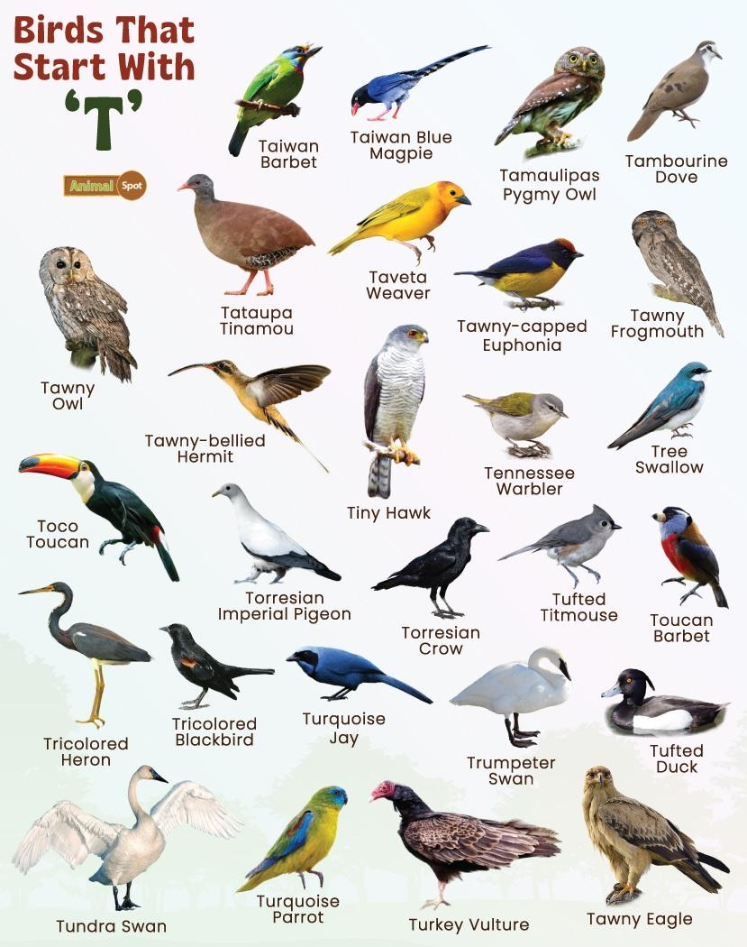 Birds That Start With T List Of Bird Names