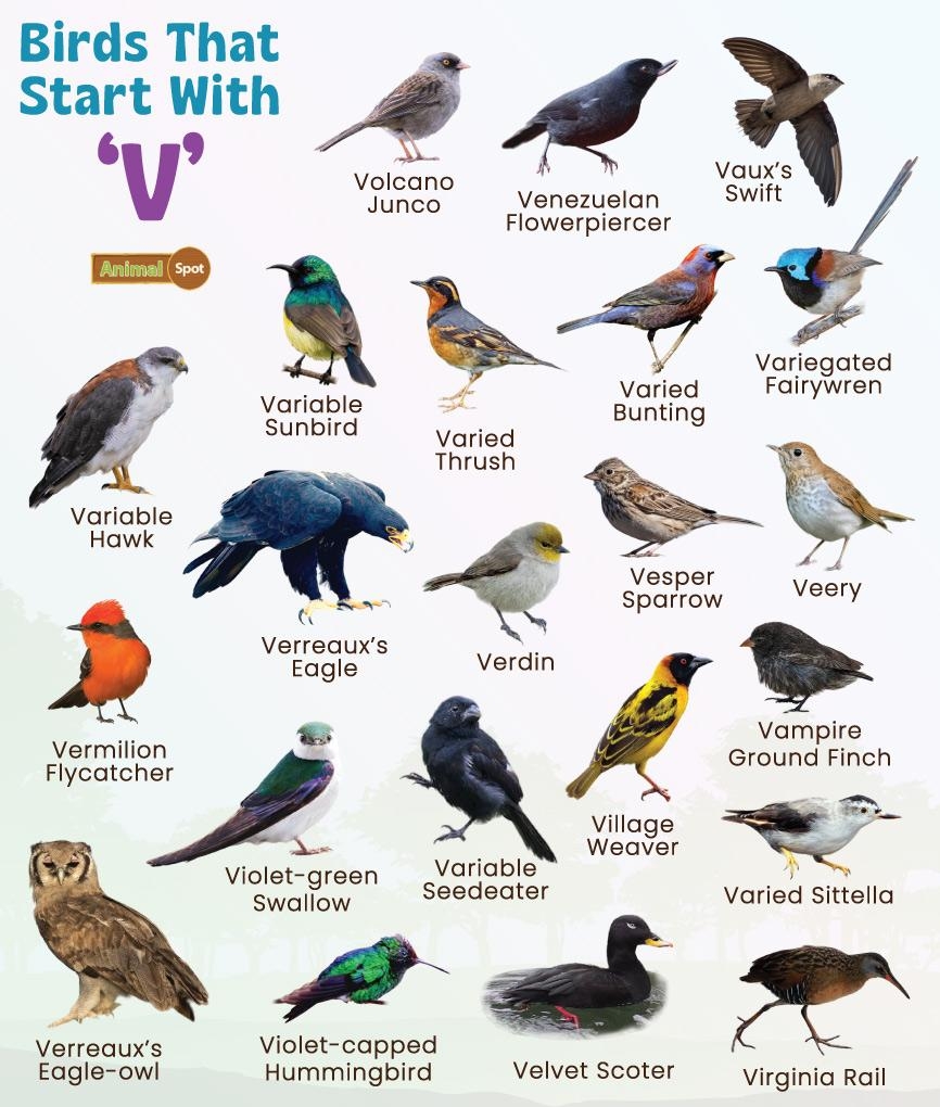 Birds That Start With V List Of Bird Names Birds That Start With V List Of Bird Names