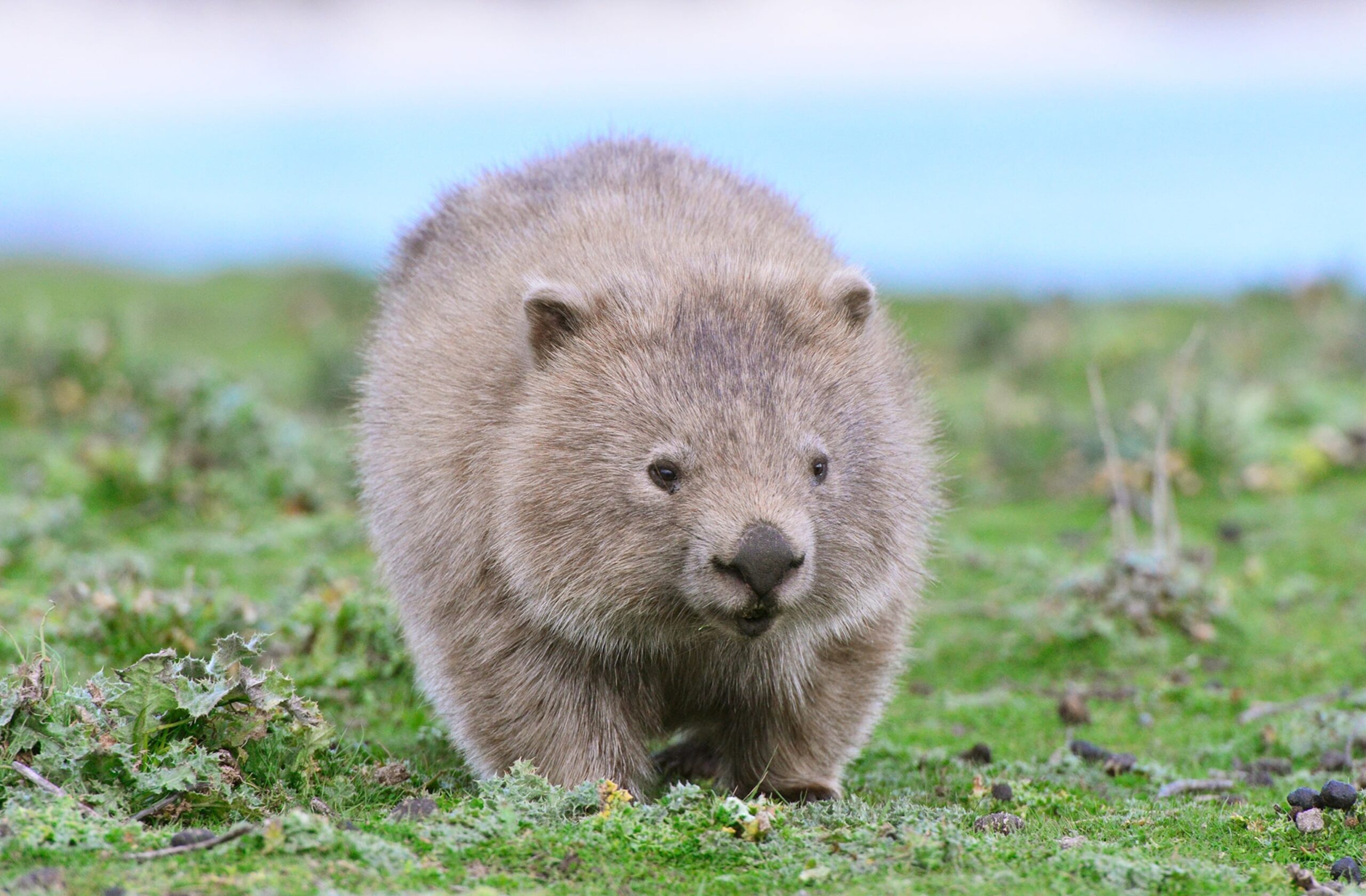 Calling All Influencers Never Pick Up A Wild Animal Especially A Baby Wombat National Geographic