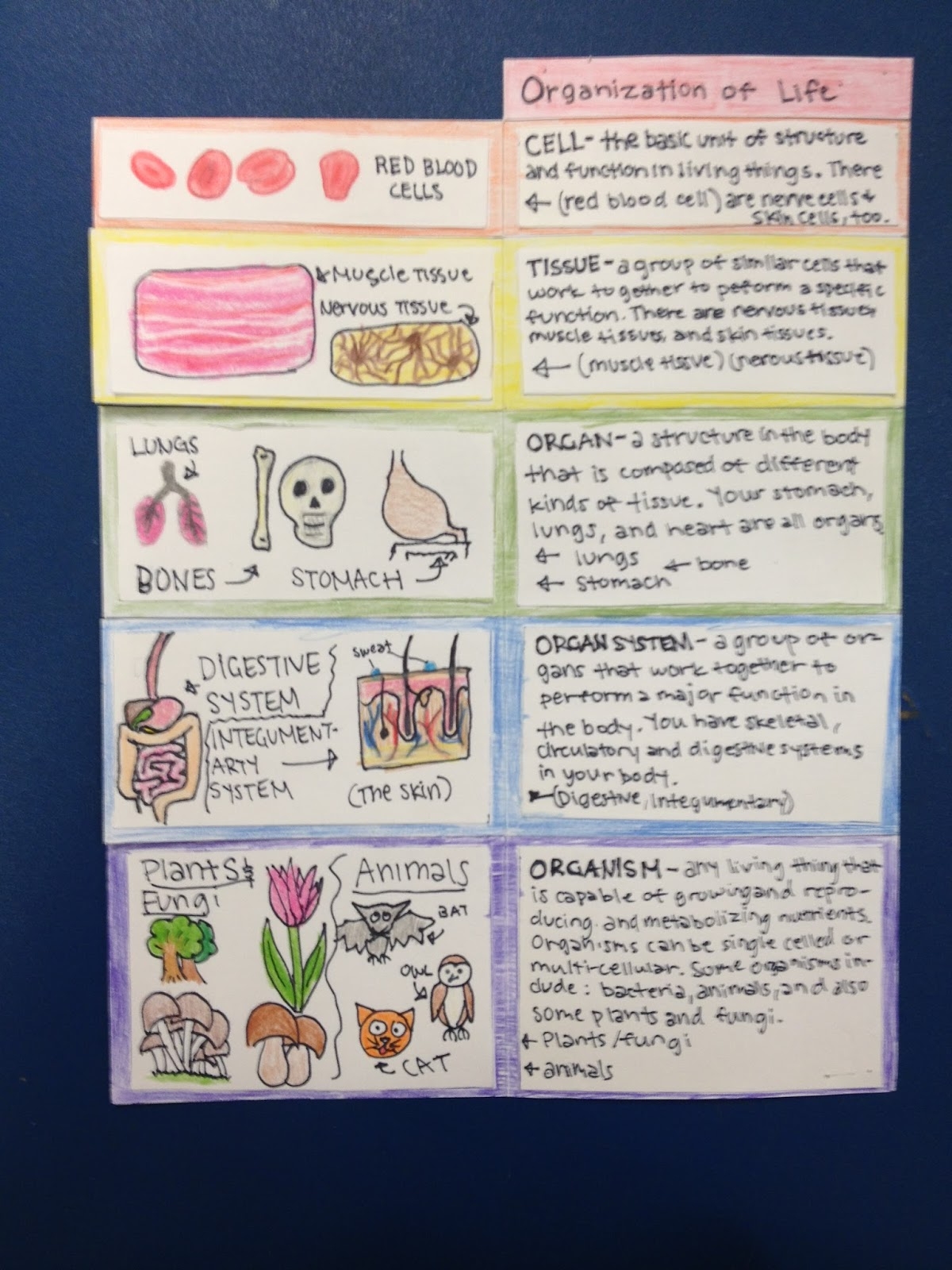 levels of organization of living things
