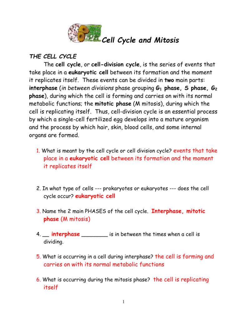 Cell Cycle And Mitosis Worksheet High School Biology Cell Cycle And Mitosis Worksheet High School Biology