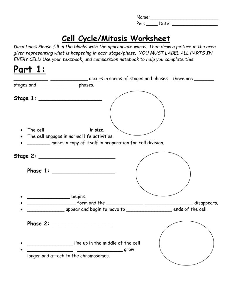 Cell Cycle Mitosis Worksheet High School Biology Cell Cycle Mitosis Worksheet High School Biology