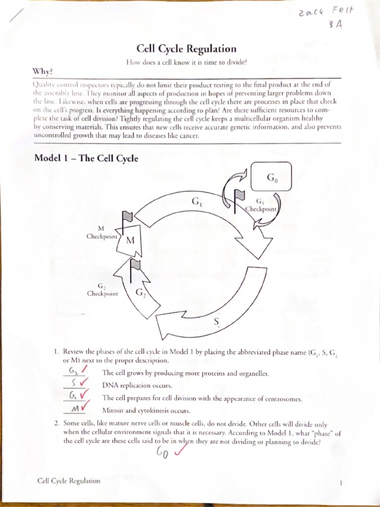 Cell Cycle Regulation POGIL PDF Worksheets Library