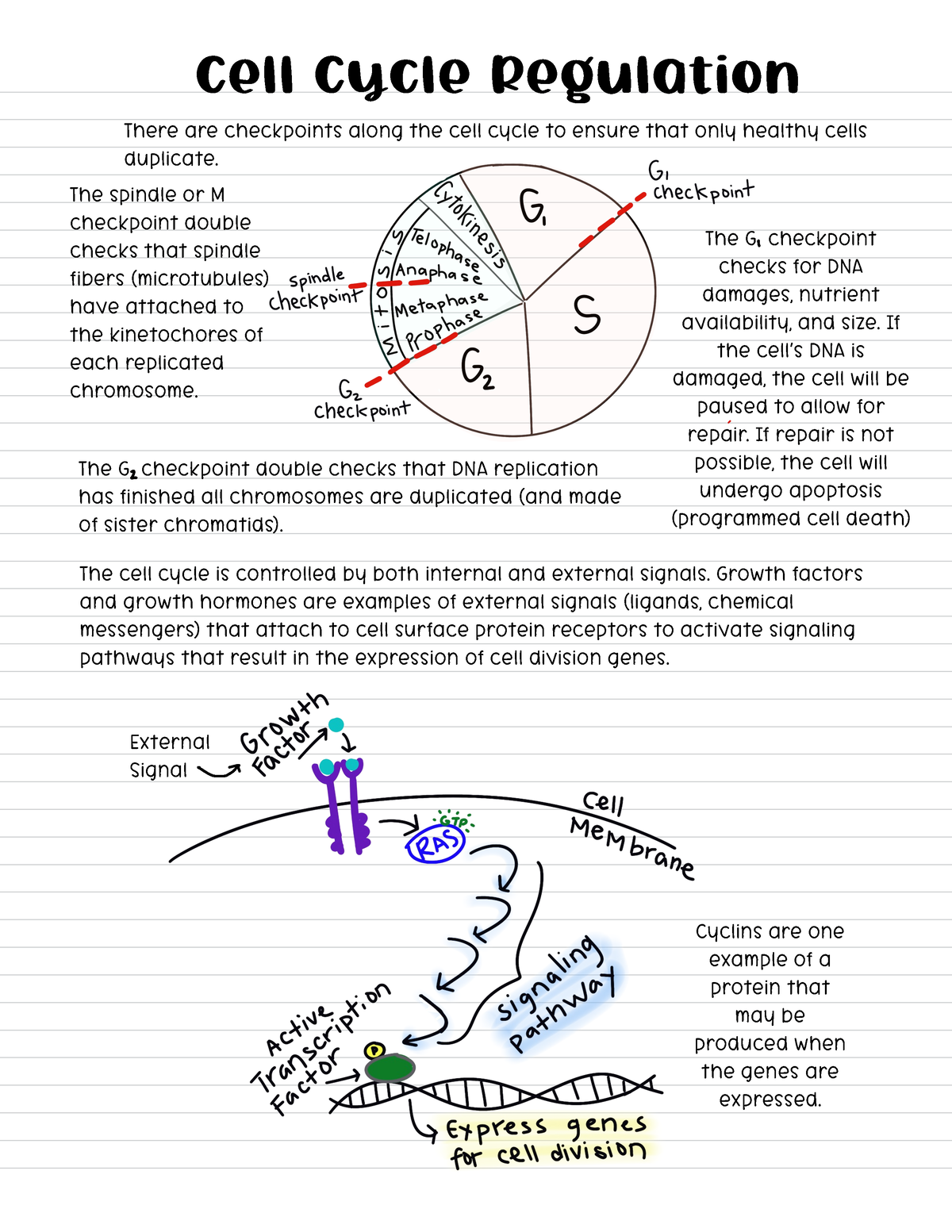 Cell Cycle Regulation These Are Class Notes Taken From Arlene Worksheets Library