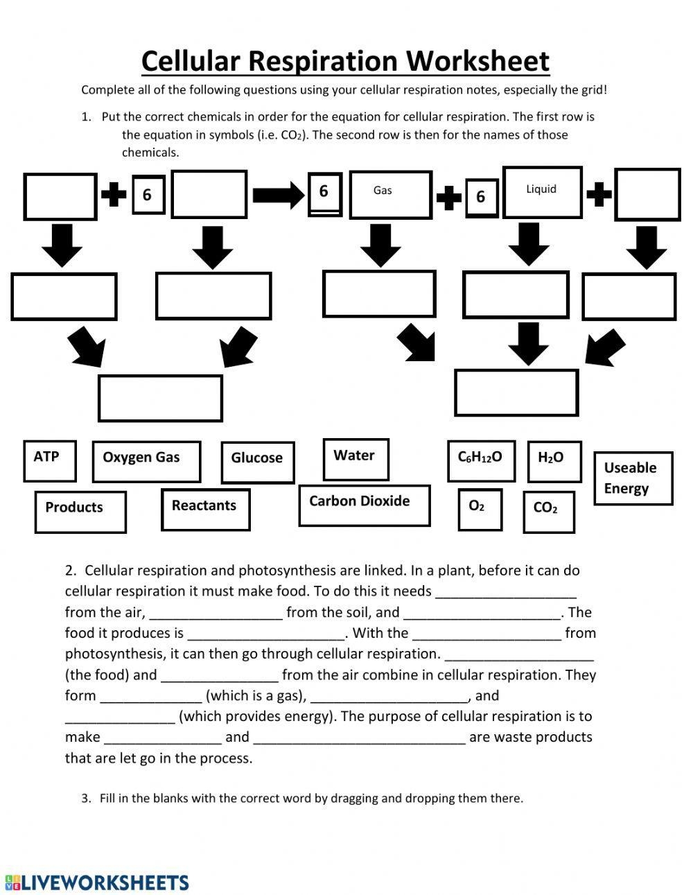 Cellular Respiration Practice Worksheet Worksheets Library