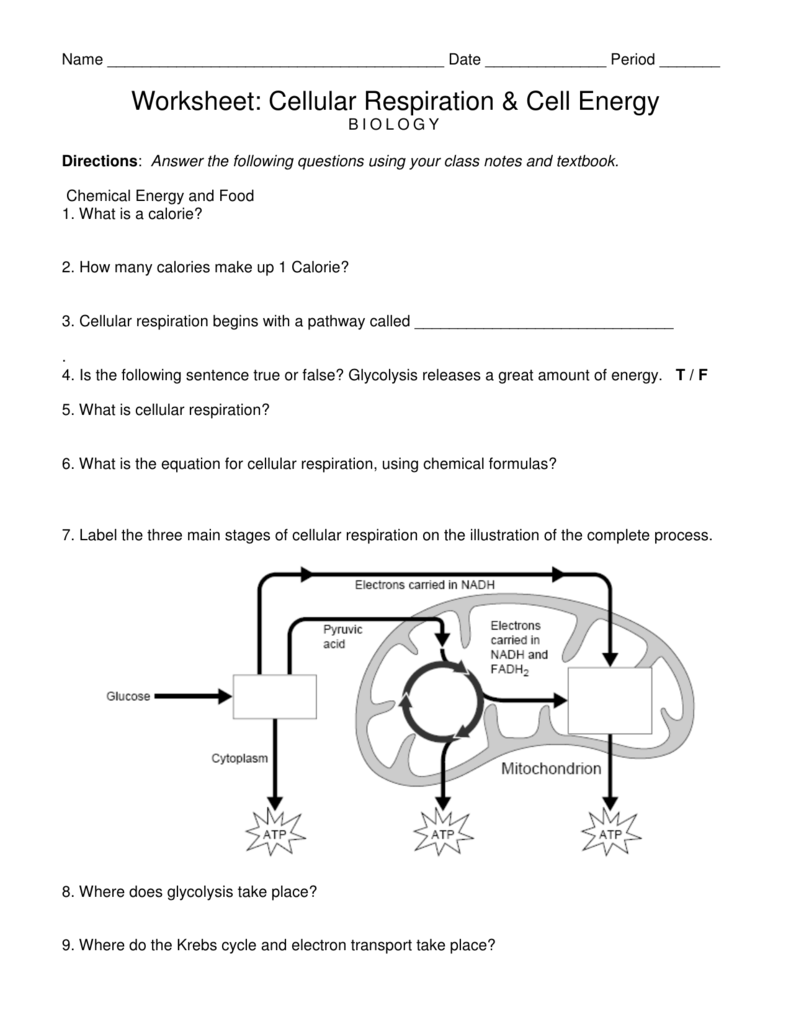 Cellular Respiration Worksheet Biology Cell Energy