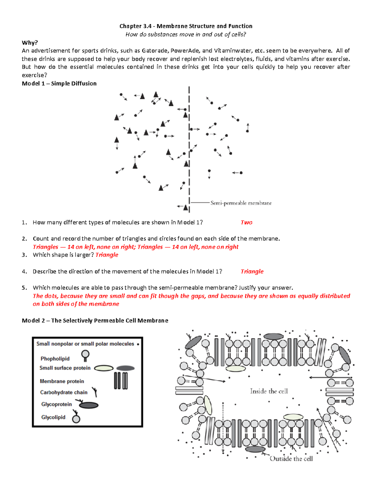 Chapter 3 4 Membrane Structure Function Substance Movement Explained Studocu