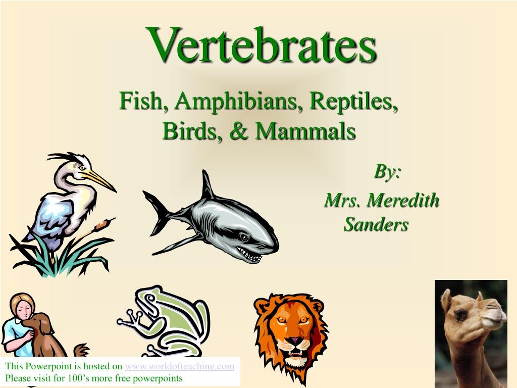 Cheap Are Fish Mammals Reptiles Or Amphibians Sale