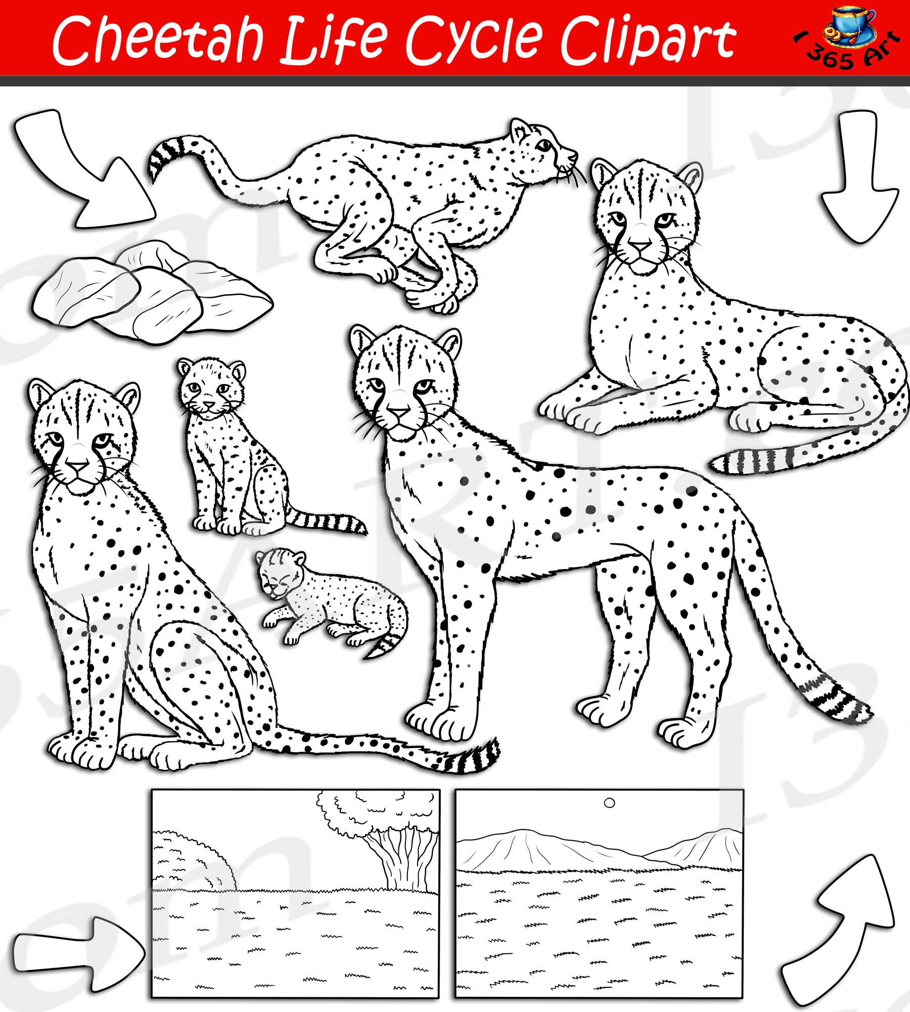 Cheetah Life Cycle Clipart Set Download Clipart 4 School