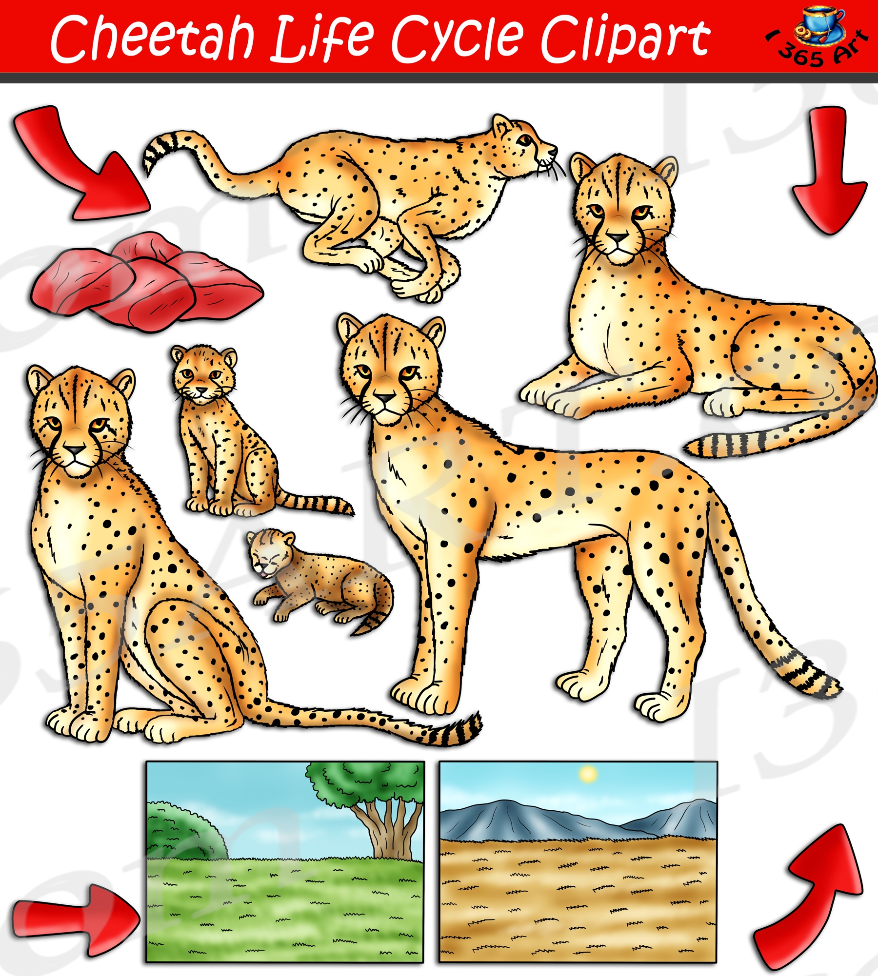 Cheetah Life Cycle Clipart Set Download Clipart 4 School