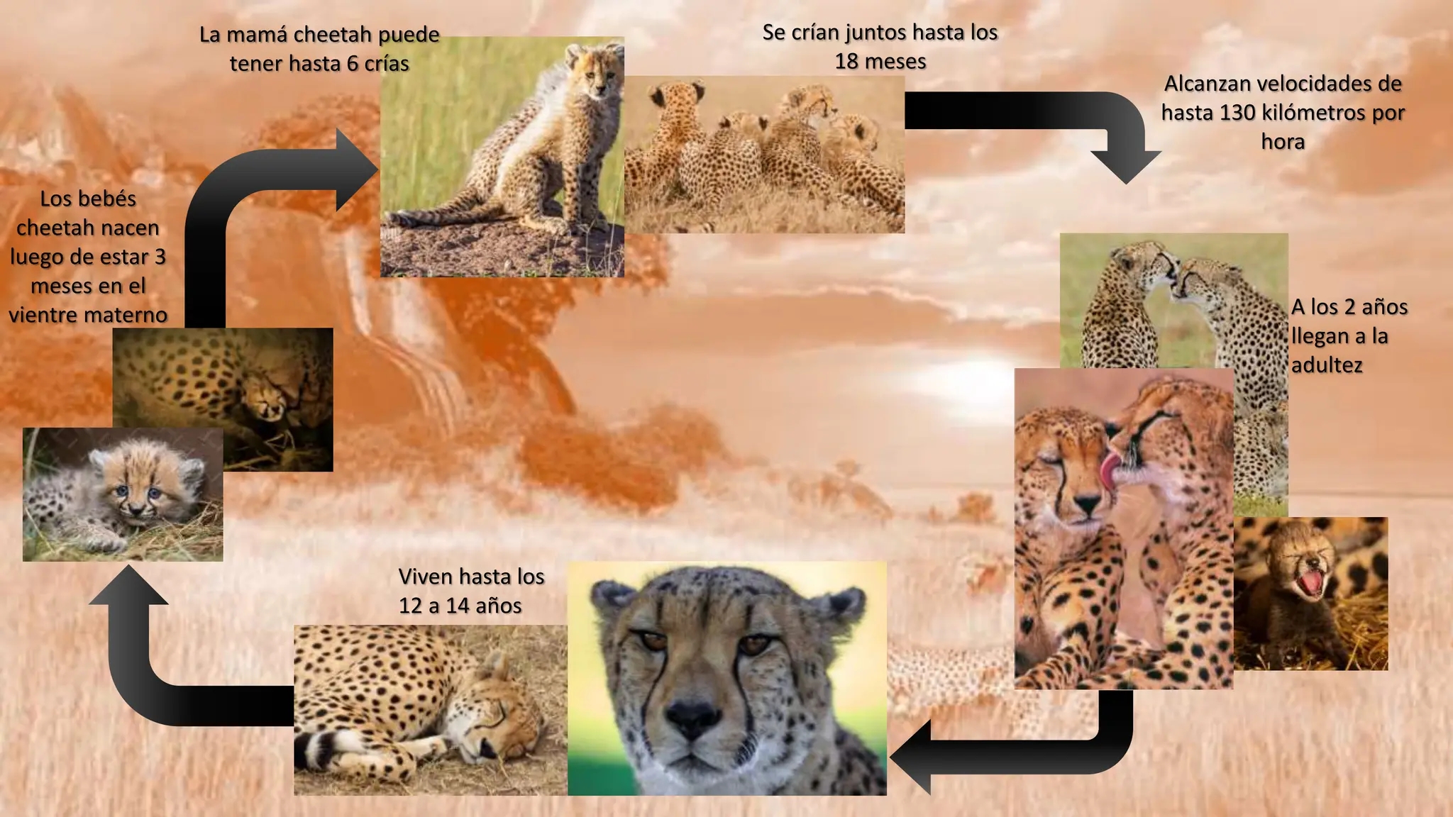 a life cycle of a cheetah