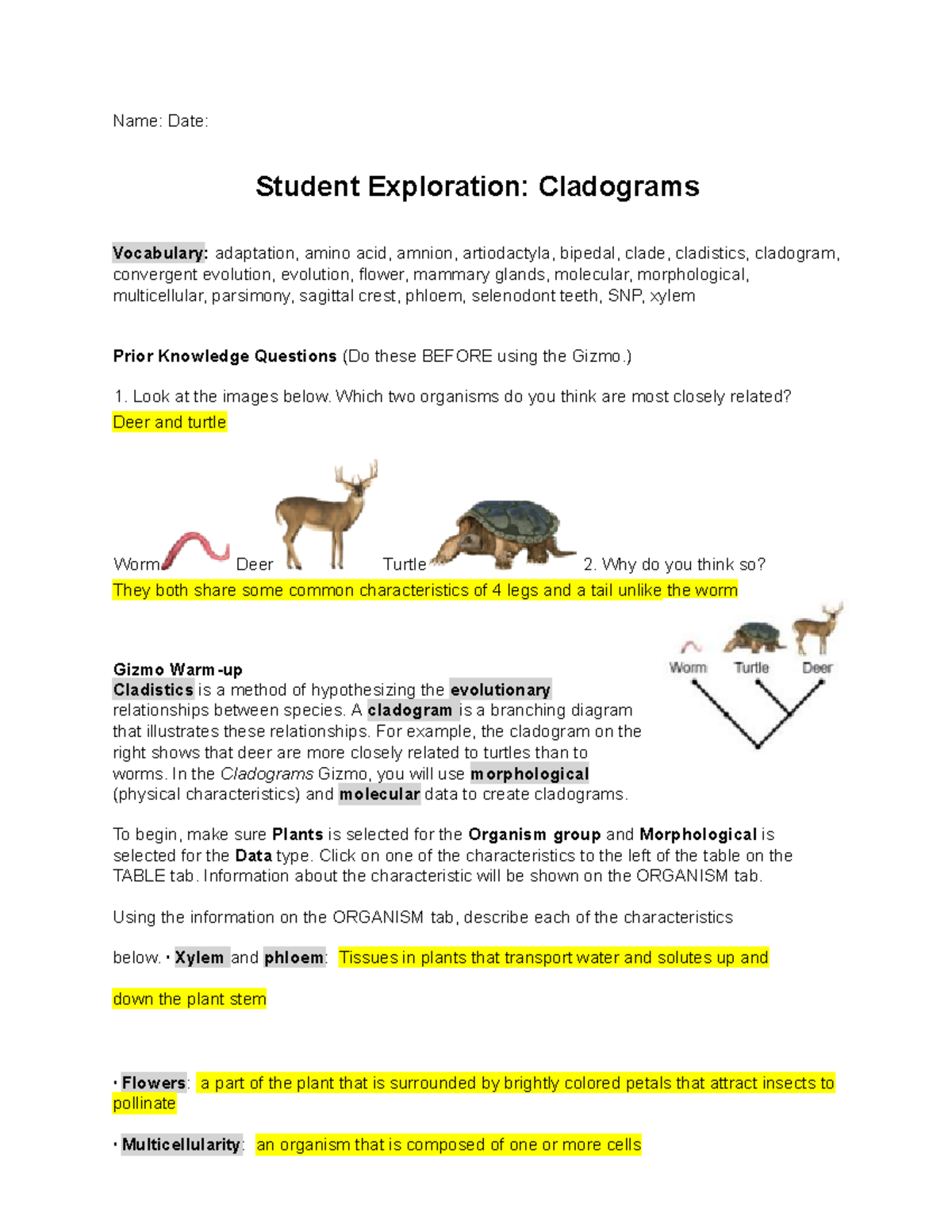 Cladograms Exploration Morphological Molecular Activity Guide Studocu
