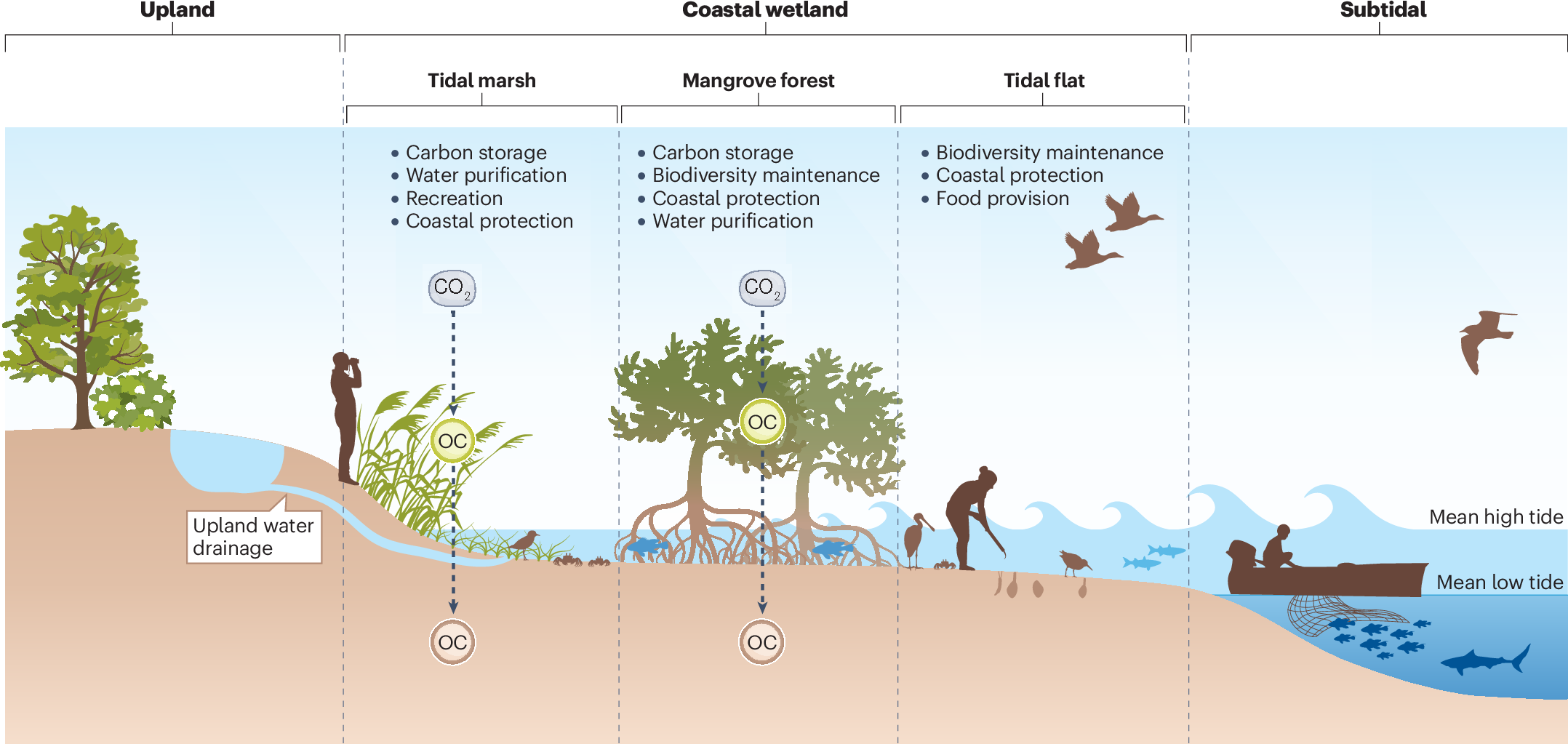 Coastal Wetland Resilience Through Local Regional And Global Conservation Nature Reviews Biodiversity
