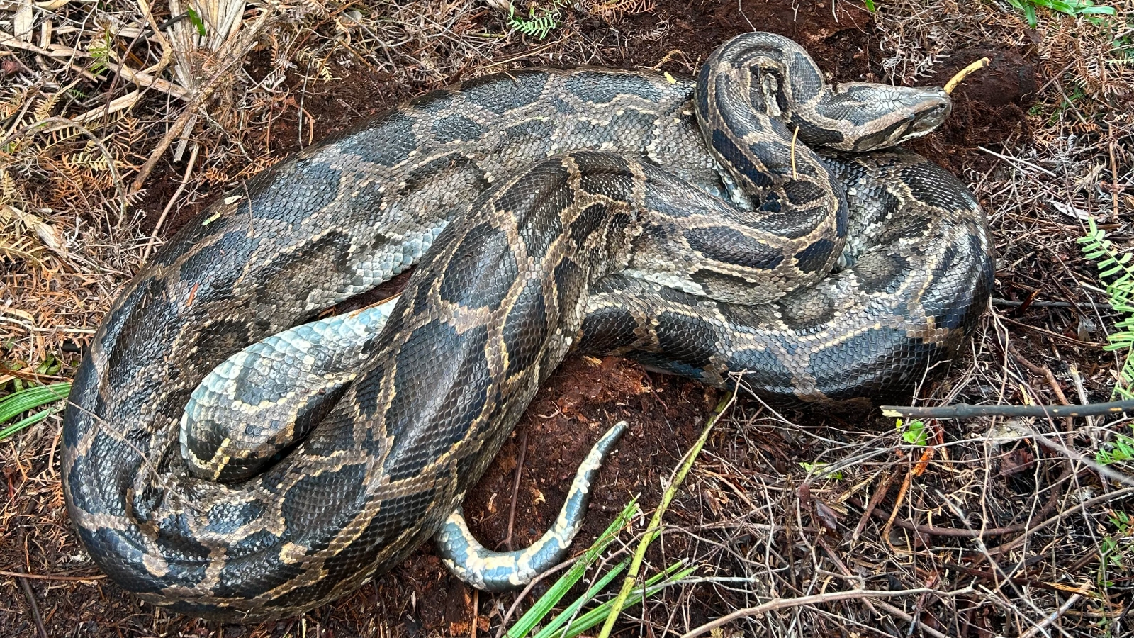 Cold Snap In Florida Made Burmese Python Puke Up A Whole Deer Live Science