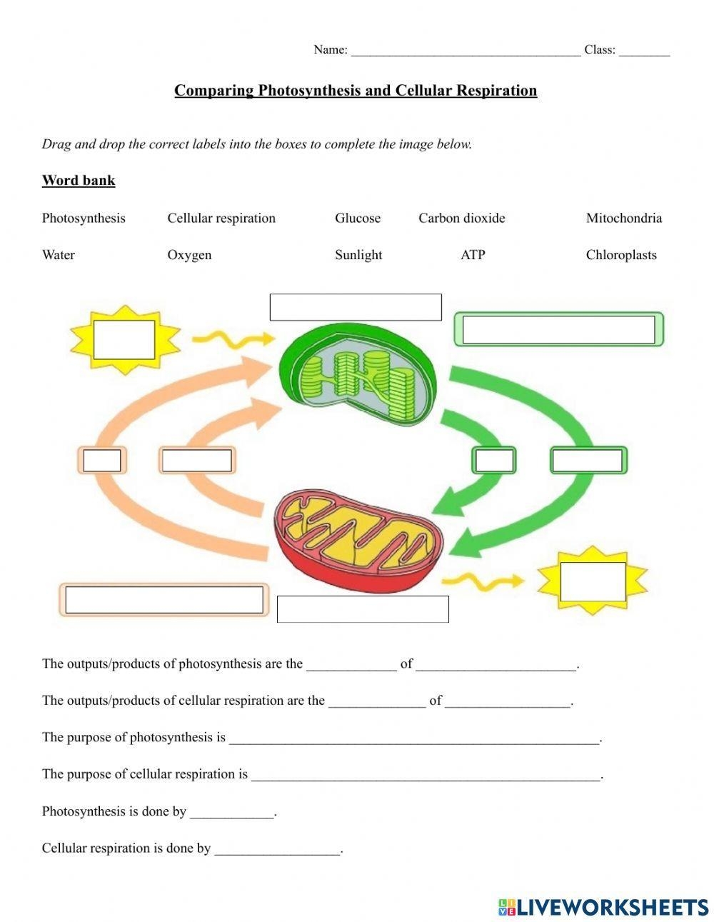 Comparing Photosynthesis And Cellular Respiration Worksheet Live Worksheets Library Comparing Photosynthesis And Cellular Respiration Worksheet Live Worksheets Library